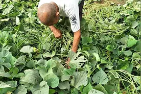种红薯，老农不听专家讲，翻秧不提蔓，为什么呢？视频封面