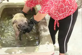 流浪狗来到家里第一次洗澡，泡在水里也太会享受了吧