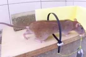 房间里的老鼠太猖狂，牛人想出这办法抓老鼠，百抓百中，实用！视频封面