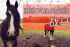 世界上最大的马，曾经叱咤战场如今面临灭绝，母马仅剩200只