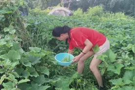华东赛区+南瓜藤治疗泌尿系统胆结石对细小的稳定性结石疗效显著视频封面