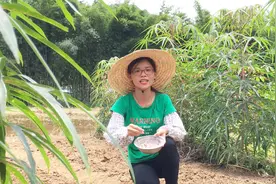种花生时注意这一点能结一大堆，方法简单，看广西农村女孩怎么做视频封面