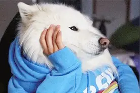 61年了，日本的狂犬病发生率为零！来看看日本是怎么做的！视频封面