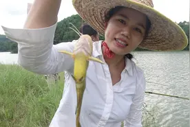 这是哪里的河？农村妹子玩野钓也能上鱼上到手软！真的比捡还容易视频封面