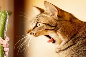 猫咪为什么会害怕黄瓜呢？看完之后，真的好心疼它视频封面