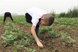 实拍农村10岁小男孩上地干农活，这场景你还记得吗？童年的记忆！视频封面