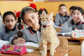 土耳其的一只橘猫爱上了学习，坚持每天上学，很少缺课或迟到视频封面