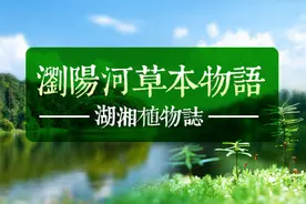 湖湘植物志丨浏阳河草本物语·路旁的“狗尾巴”摇啊摇图片