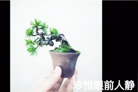 掌上微盆景制作容易，养护管理不容易，怎样正确的浇水与施肥呢？视频封面