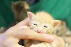 我们该如何照顾没有猫妈妈的新生奶猫？兽医说这几点很重要！视频封面