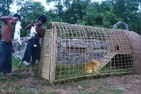 牛人小哥深山里隐居，用竹子搭建出大型兔子窝，轻松养上数只野兔视频封面