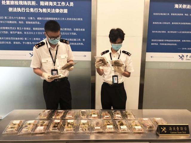 澳门回国可以带鱼胶吗 2026年澳门带鱼胶回大陆可以吗?
