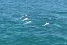 美翻了！30头中华白海豚组团现身海南视频封面