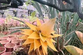 千叶佛莲，佛家“五树六花”之一，能镇宅保安，寓意万事如意！视频封面