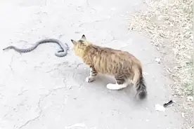 猫蛇大战龙虎之争谁才是王者？猫的反应快得逆天，蛇完全处于下风视频封面