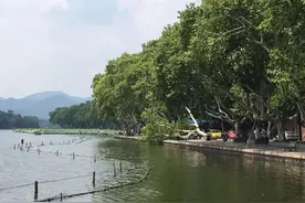 西湖边的高大梧桐树突然倒了！扛住了“暴风骤雨”，却没扛住“风平浪静”？图片