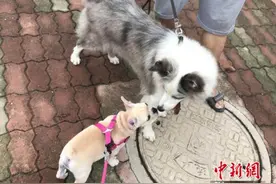 聚焦“遛狗不拴绳”乱象：执法难度大 违法成本低图片
