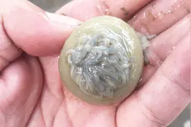 你见过这么大个头的“泥遛子”吗？视频封面