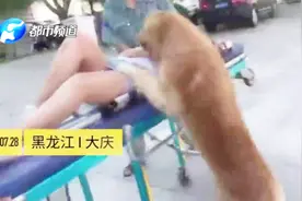 黑龙江女子遛狗晕倒，金毛犬不离不弃，跟随救护车护主到医院！视频封面