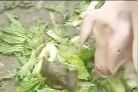 小仙女被罚下凡历练，不料直接掉进了猪圈里，这下被玩死了视频封面