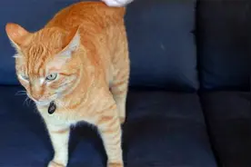 猫咪炸毛到底是什么意思？作为铲屎官的你可要注意了视频封面