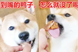 「柴犬夫妻」两只柴犬吃北京烤鸭，被主人耍着玩也心甘情愿视频封面