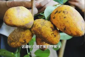 农村一种“土水果”，长得像芒果，吃起来却像香蕉，你有见过吗？视频封面
