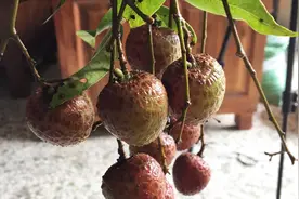 夏季我用吃剩下的荔枝果核养成盆栽，两周养成靓丽景观视频封面