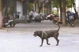 西安警方推最严举措：不听劝阻者吊销养犬证图片