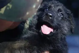最萌军犬C位出道，听话不粘人的犬宝宝可爱值爆表 威虎堂