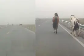 野马奔上国道，民警徒步2公里驱离视频封面