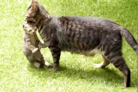 猫咪妈妈叼着小奶猫搬家，小猫的样子好萌视频封面
