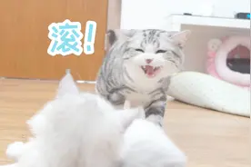 猫咪应激反应是什么？天不怕地不怕的喵星人也会被吓破胆哦视频封面