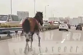 武汉交通要道现小马来回奔跑 车辆纷纷避让未造成事故图片
