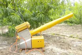 上千只喜鹊偷吃黄桃，果农愁坏了！专业驱鸟神器一开，喜鹊秒怂！视频封面