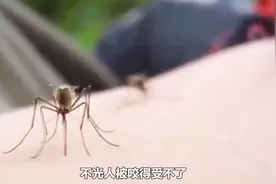 新疆有一处“蚊子王国”！每立方米有1700只蚊子，害苦了驻守官兵视频封面