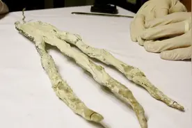 你见过如此巨大的手掌吗？埃及考古遗迹发现数个巨大手掌遗骸视频封面