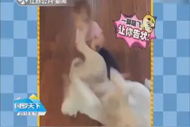 搞笑！宠物狗放屁熏小主人 狗狗害怕告状还一脚将主人踢翻？视频封面