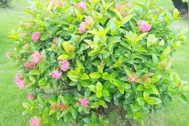 惊喜发现同一品种花树结出两种不同颜色的花视频封面