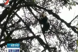 四川卧龙：科考队员偶遇顽皮野生大熊猫宝宝视频封面