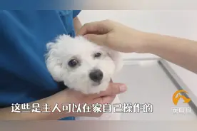 猫狗耳朵有臭味，该怎么清理？视频封面