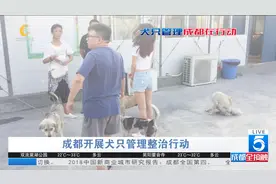 专项整治来了！成都集中捕捉流浪犬无主犬 纠正一户多犬视频封面