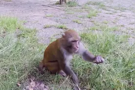 广西桂林：七星景区里，发现很多野生的猴子视频封面