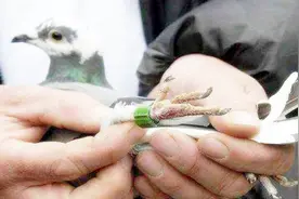 飞鸽传信真的有用吗？答案可能会让很多人失望视频封面