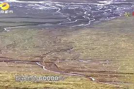 守卫净土心如镜！喜讯！可可西里藏羚羊的数量现在约为60000只！视频封面