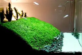 水草养好了不论养什么鱼都好看，关键的是你从此不用再清理鱼粪视频封面