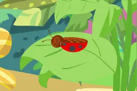 七星瓢虫俗称花大姐！