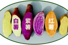 薯类三兄弟中，常常被忽略的ta，养活了世界七分之一的人口图片