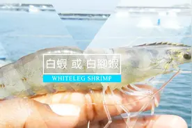 世界上五种最大的虾，你吃过几种？视频封面