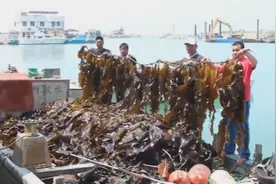海带是怎么来的？看完长见识了！